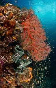 From a very healthy reef in Indonesia by Tony Cherbas 